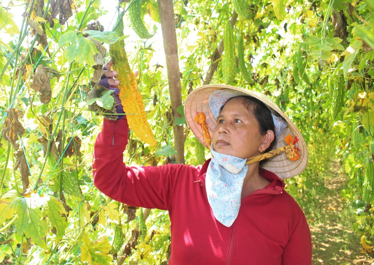 Bà Võ Thị Hà buồn bã bên giàn khổ qua.