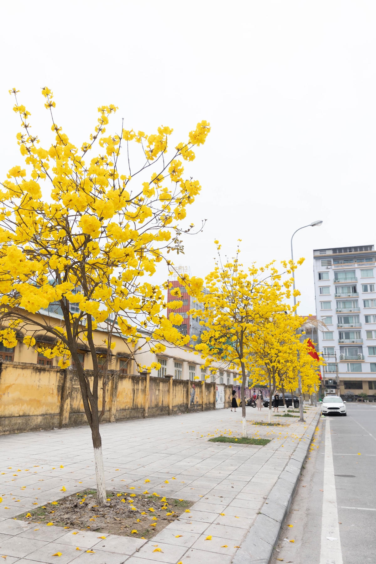 Cây phong linh còn có tên gọi khác là chuông vàng, xuất xứ ở Nam Mỹ, nay được trồng phổ biến ở cả các vùng nhiệt đới và cận nhiệt đới. Đây là loại cây thân gỗ cứng có kích thước lớn, có chiều cao từ 2- 8 m, đường kính gốc khoảng 15 cm. 