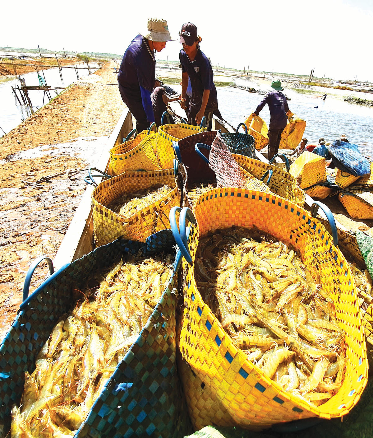 Người dân Bạc Liêu thu hoạch tôm.