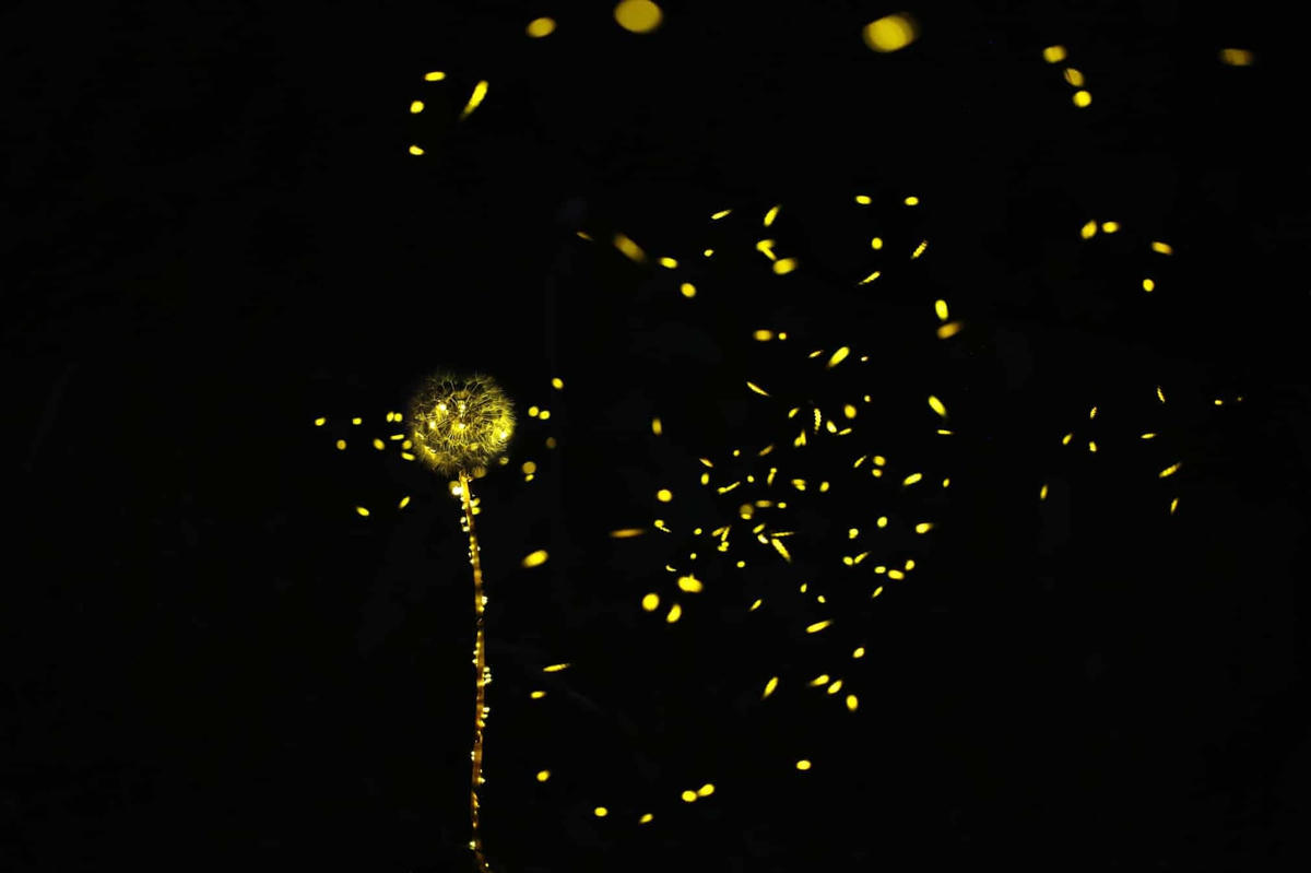 Những con đom đóm bay quanh một bông bồ công anh. (Ảnh: Kei Nomiyama/The Guardian).