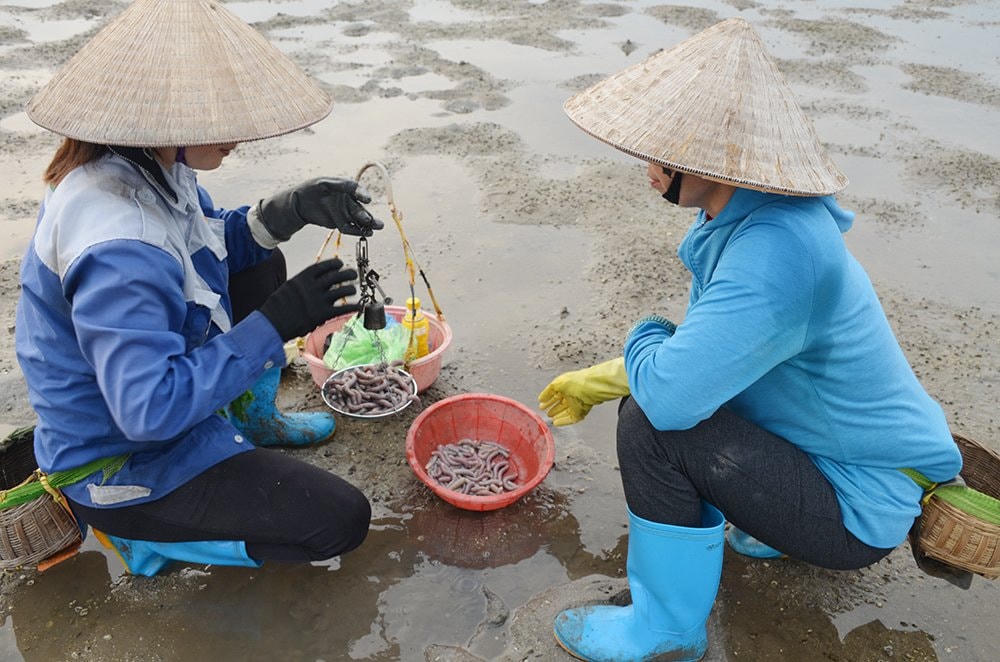 Sá sùng được trực tiếp thu mua ngay tại bãi để về chế biến, sá sùng tươi có giá khoảng 200.000 – 220.000/kg.
