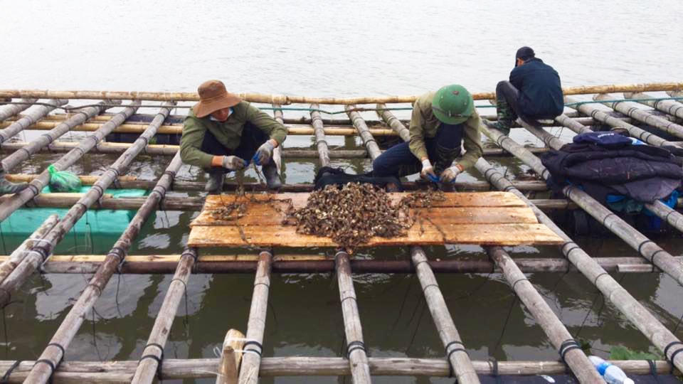 Ngư dân đang kiểm tra hàu giống tại vùng cửa sông thị xã Quảng Yên, tỉnh Quảng Ninh.