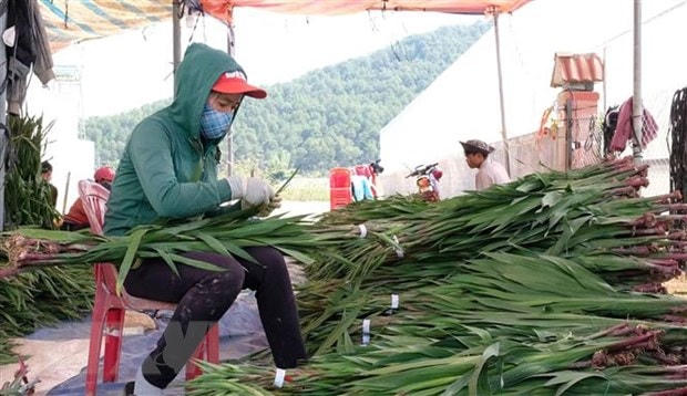 Gỡ khó cho người trồng hoa