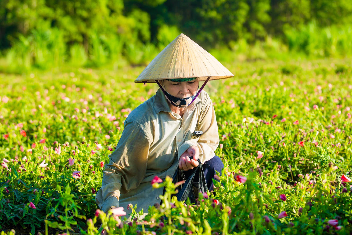 Vùng nguyên liệu Sâm Báo.