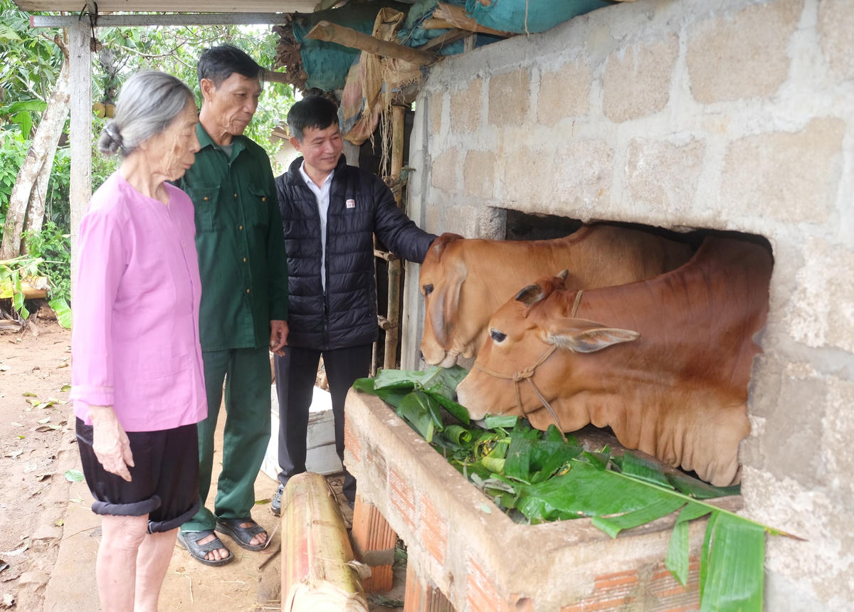 Được hỗ trợ bò giống sinh sản, ngư dân xã Kim Thạch đã vượt qua khó khăn.