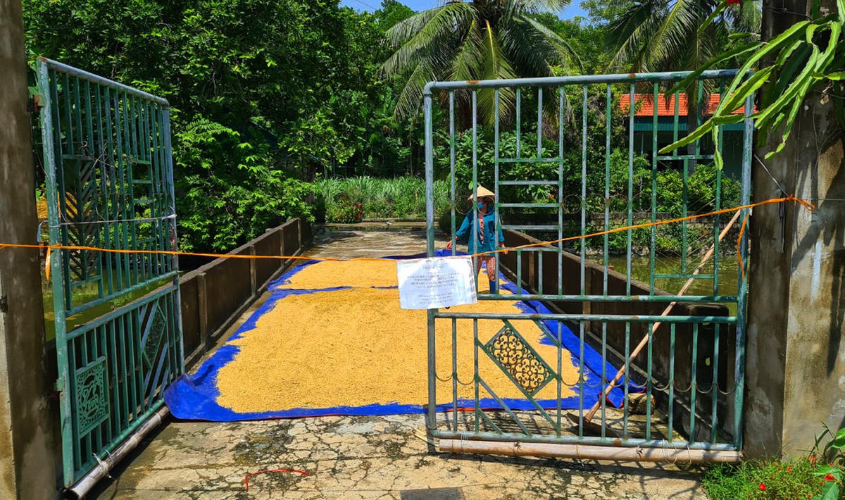 Lúa mới gặt xong được đem phơi ngay.