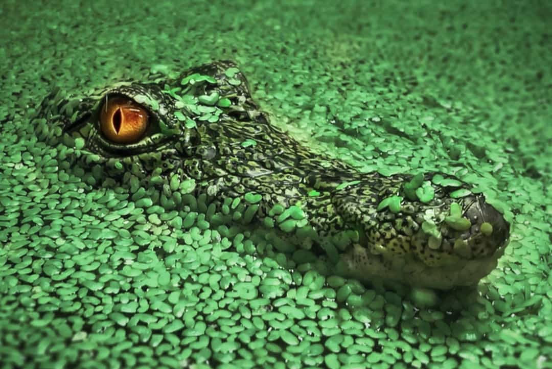 Loài sinh vật lạnh lùng này lại có đôi mắt màu mật ong tuyệt đẹp.  