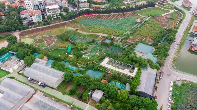 Hà Nội: Thung lũng hoa Hồ Tây 'mọc' trái phép trên đất dự án