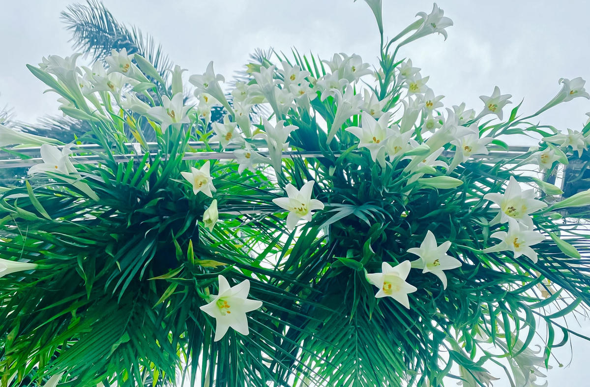 Chị Thủy chia sẻ, mê mẩn với hương thơm dịu dàng của hoa loa kèn xen lẫn trong những cơn gió giao mùa, khi cái lạnh cuối mùa đông chưa đi hẳn nhưng nắng mùa hạ đã về ngang phố. Đó cũng chính là ý tưởng tổ chức một tuần lễ hoa loa kèn, tạo không gian cho những người yêu hoa vừa thưởng thức nghìn đóa bách hợp nở rộ, vừa chậm rãi nhâm nhi ly trà thơm, ngắm cảnh hồ Hoàng Cầu.