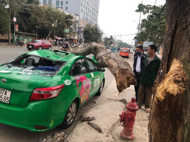 Cành cây ngô đồng mục nát, bất ngờ gãy đổ đè trúng xe taxi Mai Linh