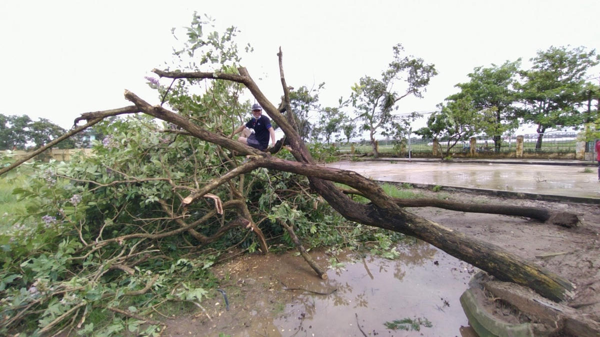 Cây cối đổ, gẫy.