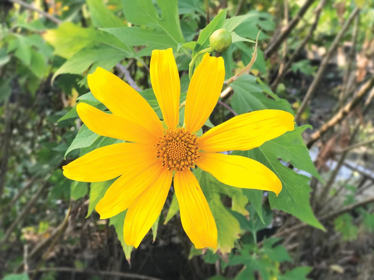 [ẢNH] Mùa hoa dã quỳ