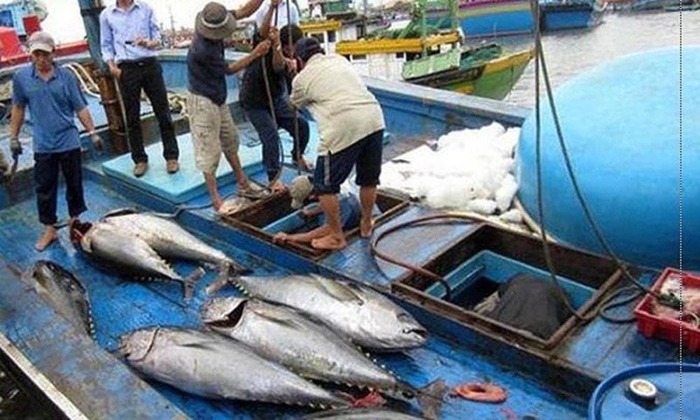 Ngư dân tuân thủ việc đánh bắt cá. Ảnh minh họa.