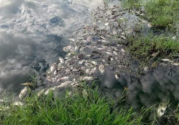 Hiện cơ quan chức năng tỉnh Thừa Thiên - Huế đang tiến hành kiểm tra và lấy mẫu để xác định nguyên nhân cá chết hàng loạt.
