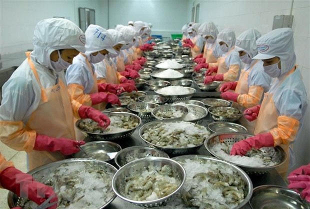 Chế biến tôm đông lạnh xuất khẩu tại Công ty TNHH Thông Thuận (Ninh Thuận). Ảnh: TTXVN.