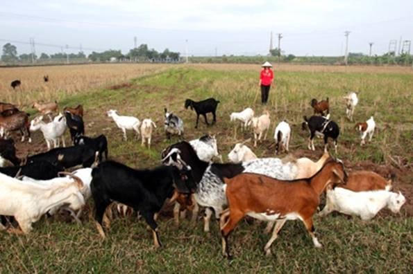 Phát triển đàn dê ở xã Măng Tố (huyện Tánh Linh, Bình Thuận) từ nguồn vốn vay ưu đãi.  