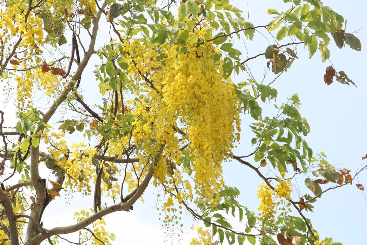 [ẢNH] Muồng hoàng yến nhuốm sắc vàng cả góc phố Hà Nội giữa mùa dịch