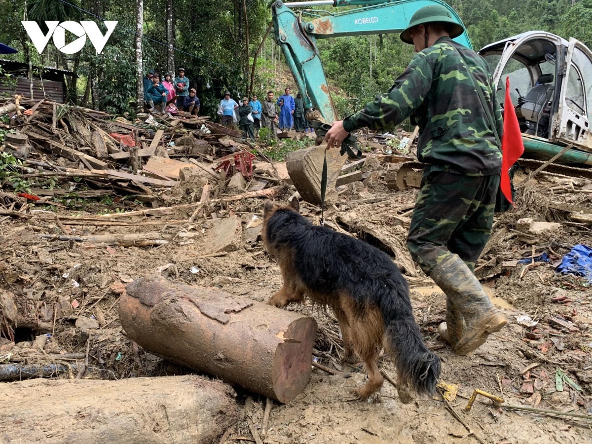 Vụ sạt lở ở Trà Leng: Chó nghiệp vụ vào hiện trường hỗ trợ tìm kiếm người mất tích