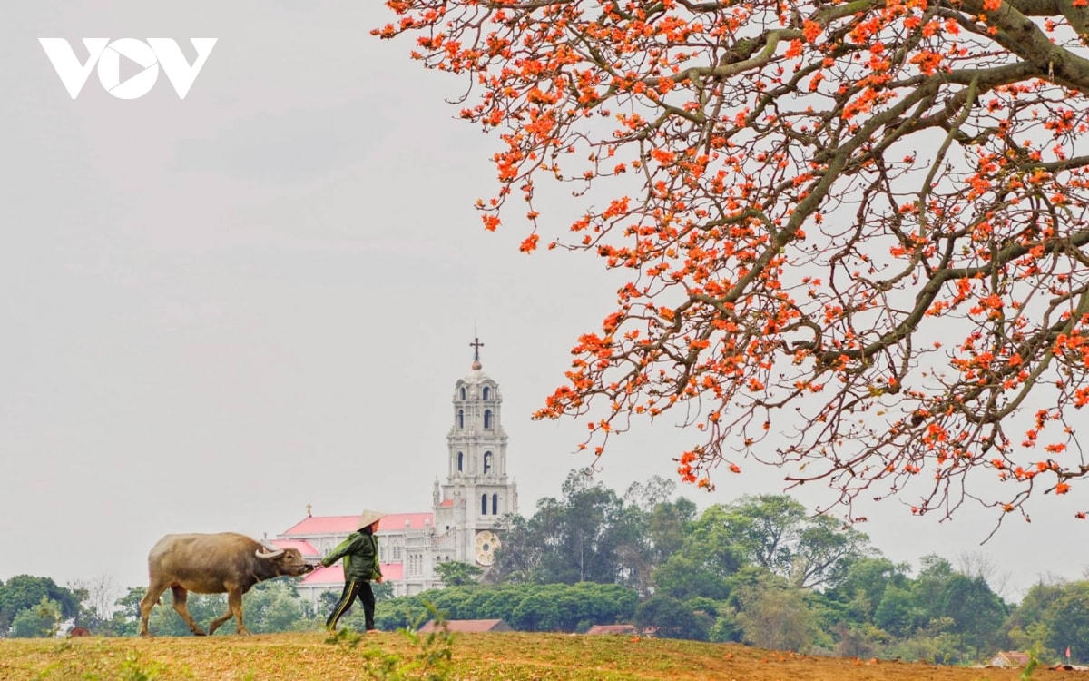 Chắc có lẽ đây là cây gạo không cô đơn bởi cứ mỗi buổi chiều, người dân quanh thôn lại rủ nhau chăn trâu, nghỉ ngơi dưới gốc cây hoa gạo. (Ảnh Thành Sơn).
