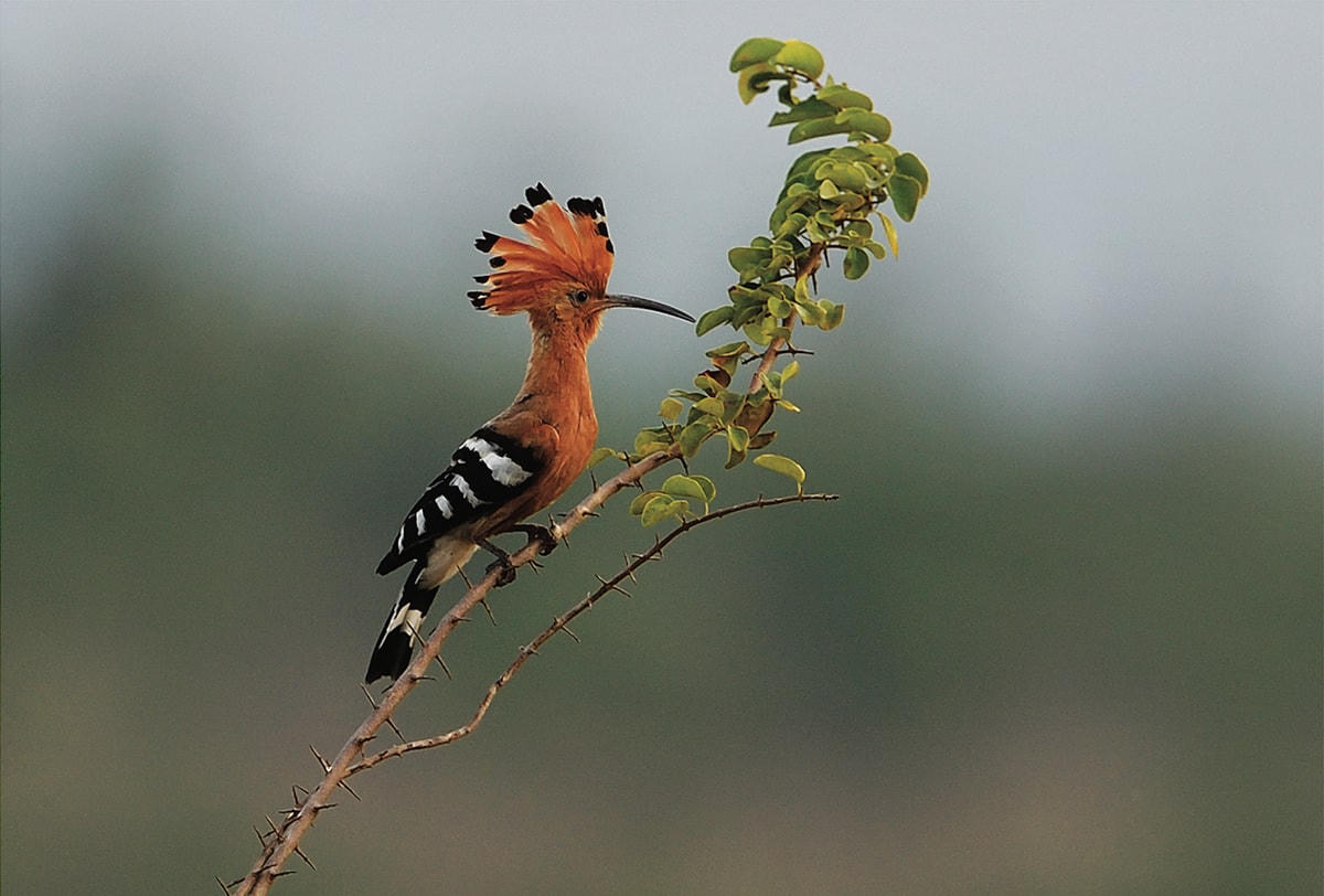 [ẢNH] Khám phá những loài chim xinh đẹp ngỡ ngàng