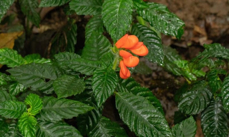 Loài hoa dại Gasteranthus extincus. Ảnh: The Guardian.