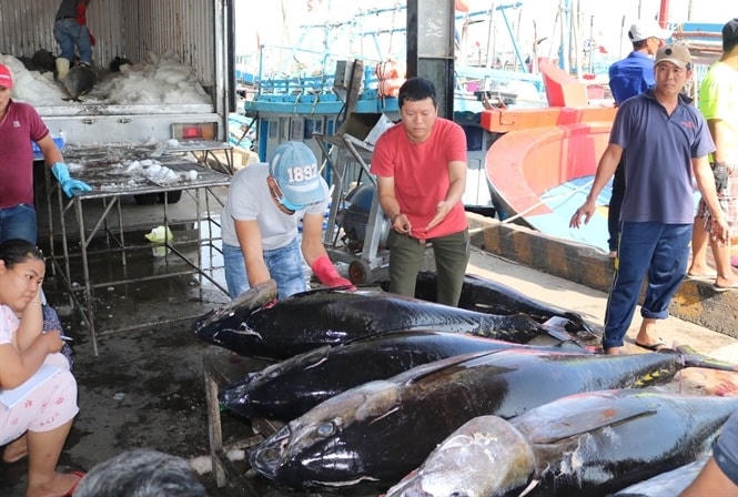 Tiểu thương thu mua cá ngừ tại Cảng Hòn Rớ.