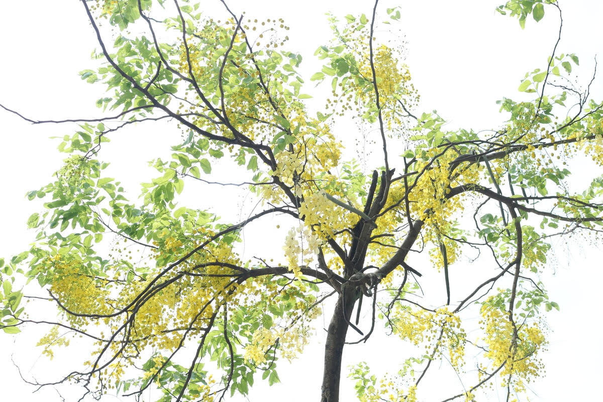 [ẢNH] Muồng hoàng yến nhuốm sắc vàng cả góc phố Hà Nội giữa mùa dịch