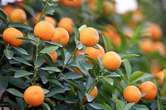 Quả quất - trái cây giàu vitamin C, tăng cường đề kháng
