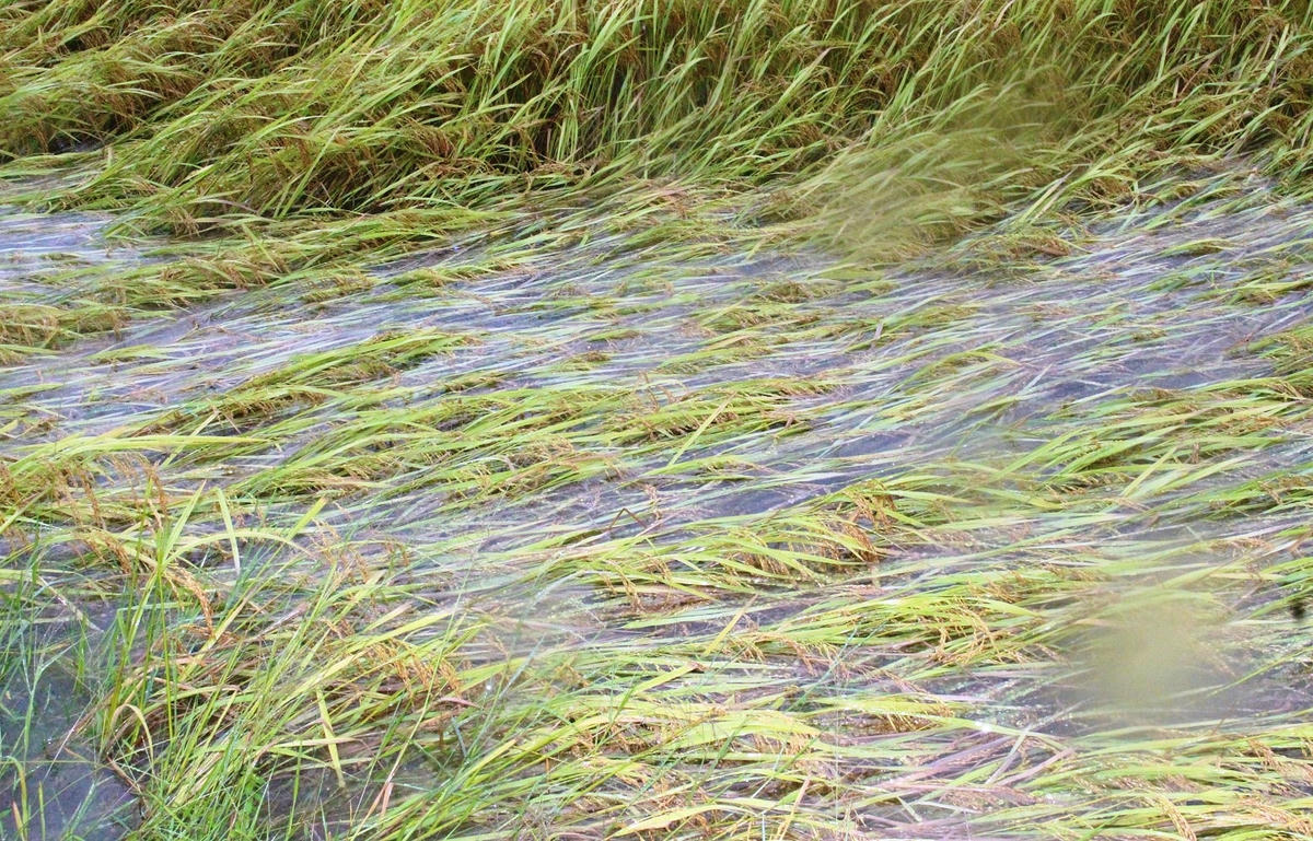 Nhiều diện lúa ở huyện Phú Ninh bị ngập nước.