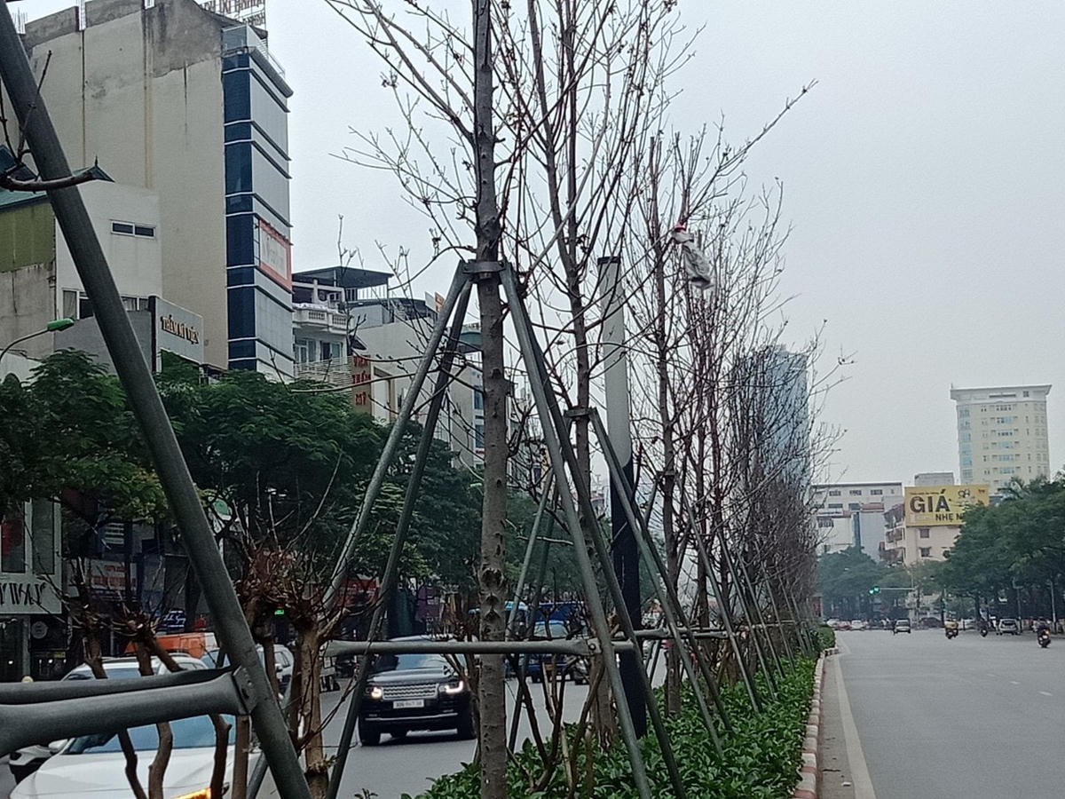 Việc trồng thay thế hệ thống cây xanh mới trên dải phân cách tuyến đường Nguyễn Chí Thanh và Trần Duy Hưng sẽ được thực hiện trong tháng 4/2021 Công việc này sẽ được hoàn thành trước dịp nghỉ lễ 30/4 và 1/5.