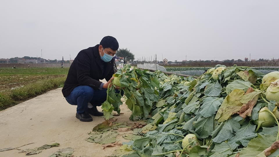 Su hào tại Hải Dương không được tiêu thụ buộc người nông dân phải chặt bỏ.