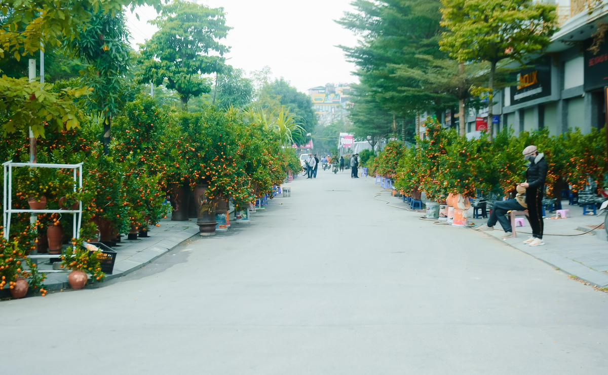 Ngoài đào cổ thụ, quất cảnh cũng đã được các chủ vườn đưa về thành phố Hà Nội để phục vụ người dân chơi Tết.