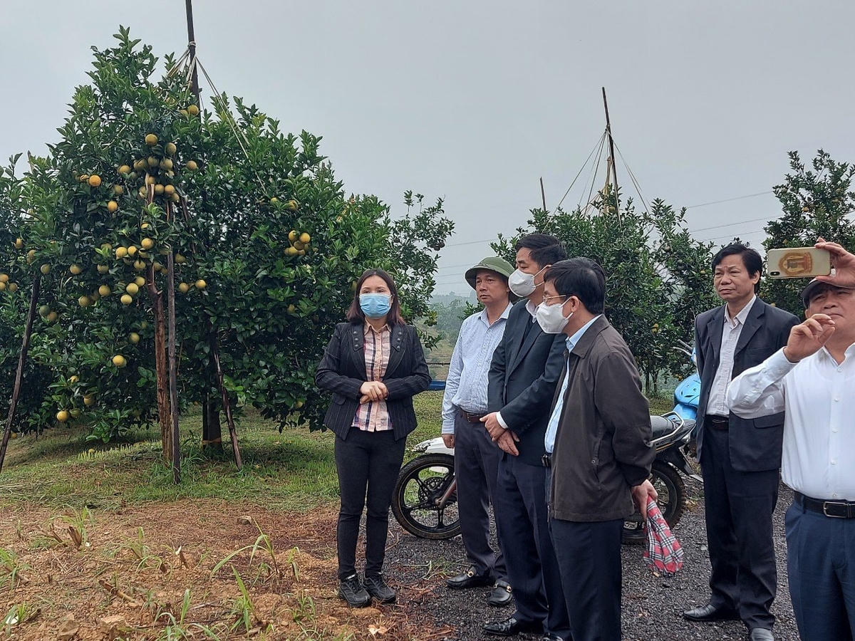Khảo sát mô hình trồng cam Cao Phong tại tỉnh Hòa Binh.
