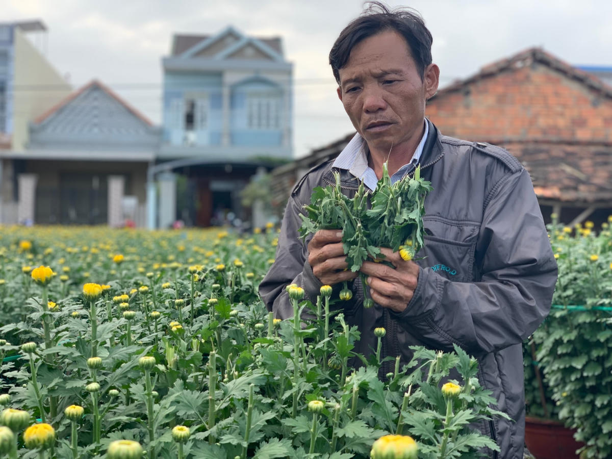 Ông Cao Minh Ngọc đau xót nhìn các chậu hoa bị kẻ xấu phá hư hại.