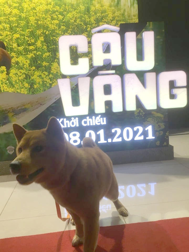 Chú chó trong vai Cậu Vàng.