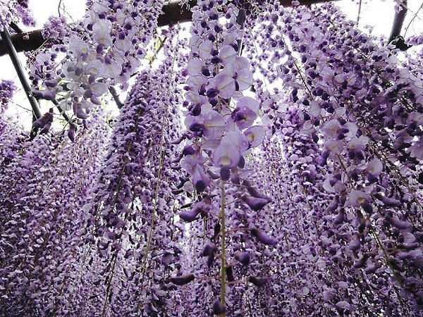 [ẢNH] Những vườn hoa đẹp tuyệt vời 'hút' khách du lịch