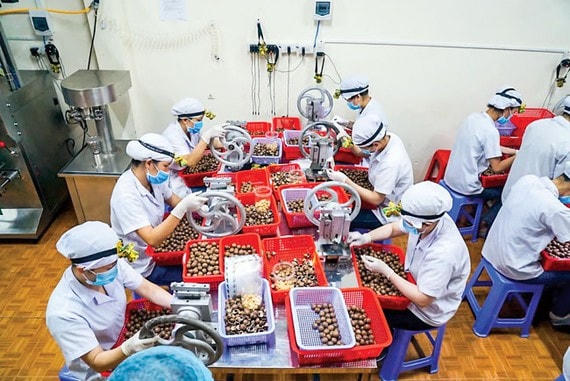 Trong vòng 10 năm tới, cây mắc ca được kỳ vọng sẽ đem về cho Việt Nam doanh thu khoảng 1 tỷ USD/năm.