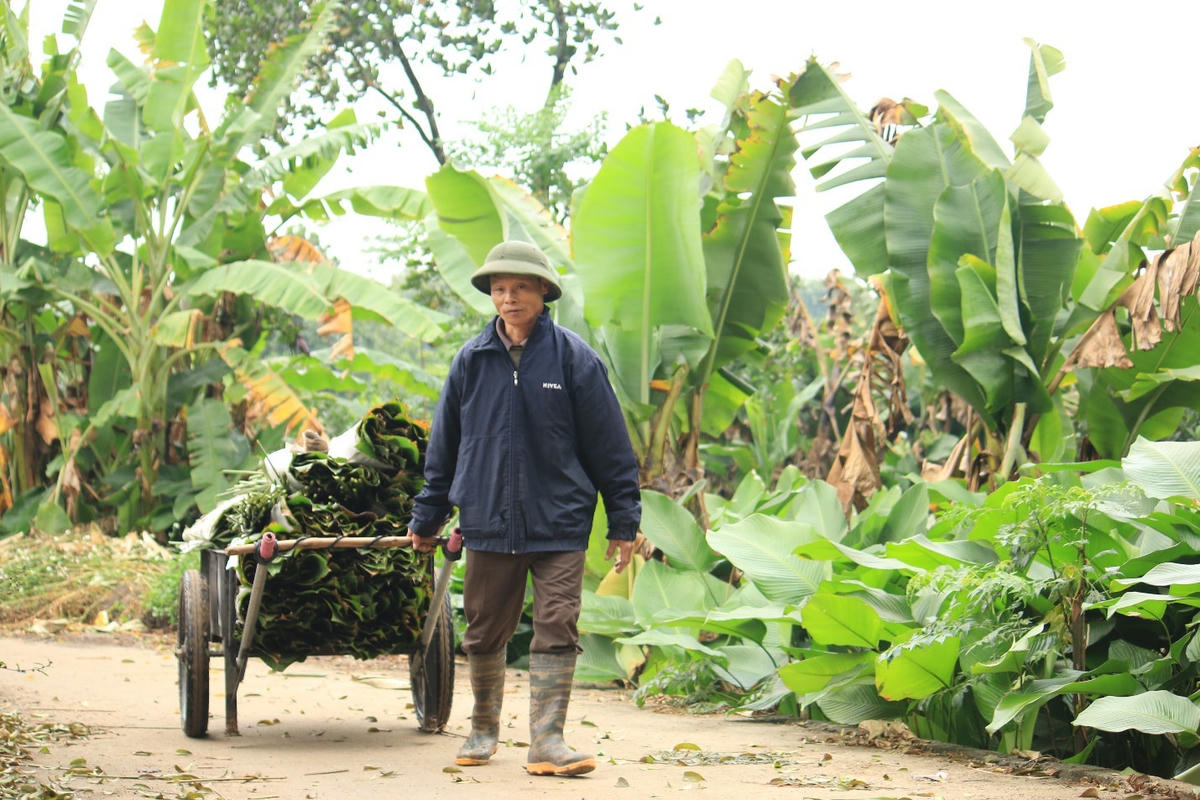 Khắp các ngả đường tấp nập người thu hoạch và thương lái thu mua lá.