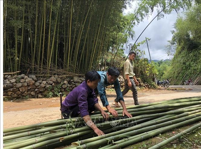 Cây trúc sào mang lại hiệu quả kinh tế cao cho người dân huyện Bảo Lạc.