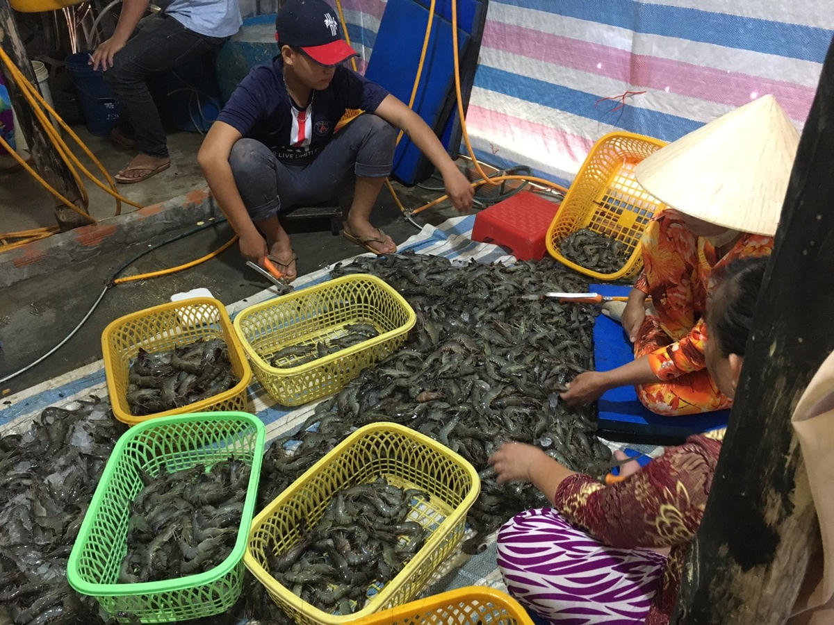 Đại diện hộ kinh doanh và 3 người được thuê đang trực tiếp bơm tạp chất vào tôm.