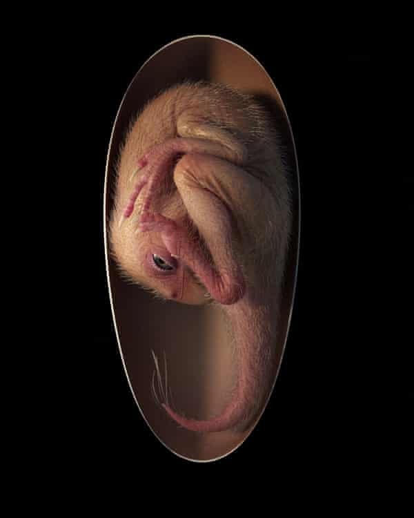 Hình minh họa cho thấy phôi khủng long Oviraptoros sắp nở dựa trên mẫu vật mới được tìm thấy ở miền Nam Trung Quốc. Ảnh The Guardian.