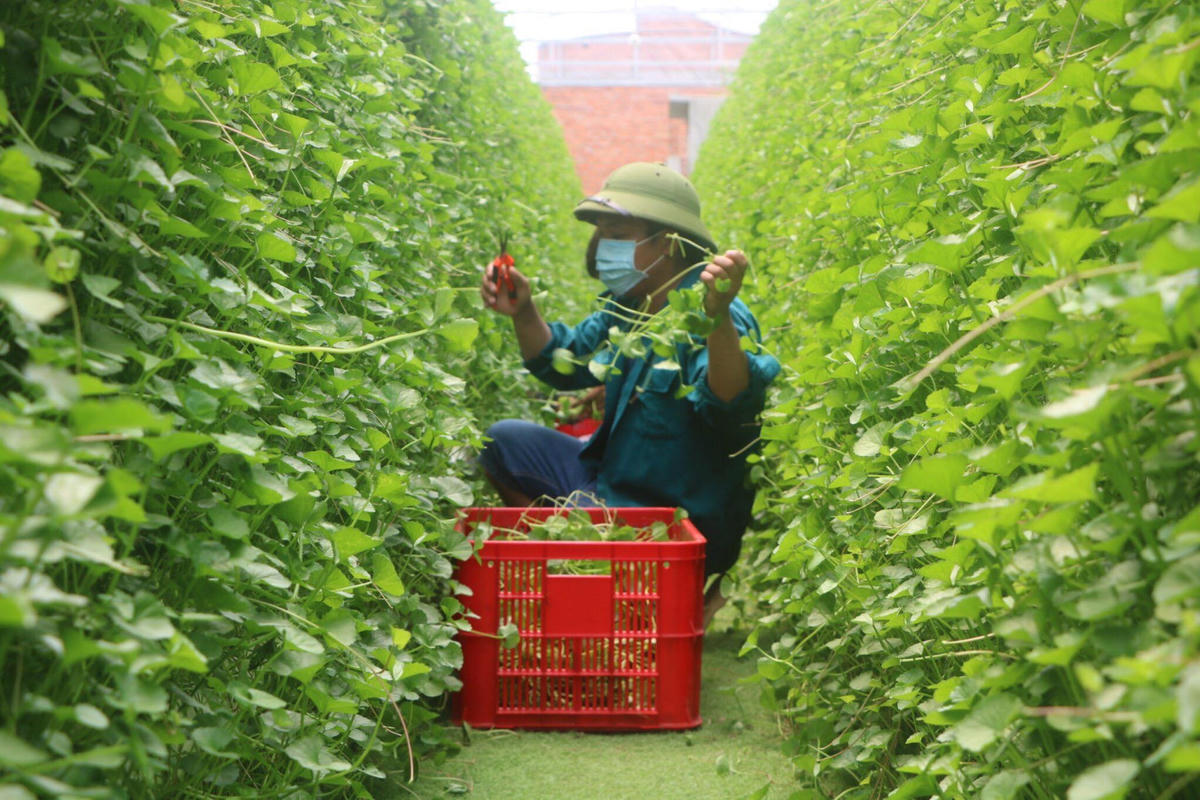 Mất 1 năm nghiên cứu, anh Beo mới cho ra đời sản phẩm rau má trồng theo phương pháp thủy canh. Ảnh: NVCC. 