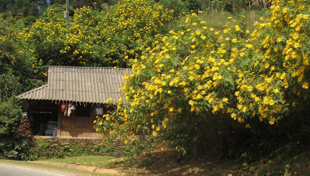 Về Phong Thổ
