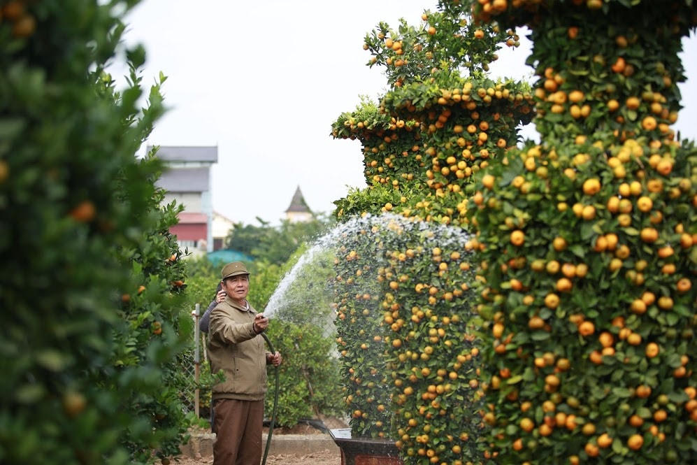 Trong quá trình tạo ra những cây lục bình đẹp thì hàng ngày phải chăm sóc, cắt tỉa, uốn thế rất công phu.Để có một cây quýt lục bình đẹp thì yêu cầu quả quýt phải căng mọng, vàng, lá tươi xanh và lộc non, thể hiện sự sinh sôi, phát triển.Năm nay vườn nhà ông Thành chỉ có hơn 300 cây quýt cảnh lớn và nhỏ, trong đó có 30 cặp lục bình. Tất cả đều đã sẵn sàng tung ra thị trường trong dịp Tết Nguyên Đán sắp tới.Với mỗi cặp lục bình như những năm trước ông Thành sẽ bán với giá khoảng 40 triệu, tuy nhiên năm nay do tình hình kinh tế khó khăn do Covid-19 nên chỉ bán được với giá từ 20-25 triệu 1 cặp.