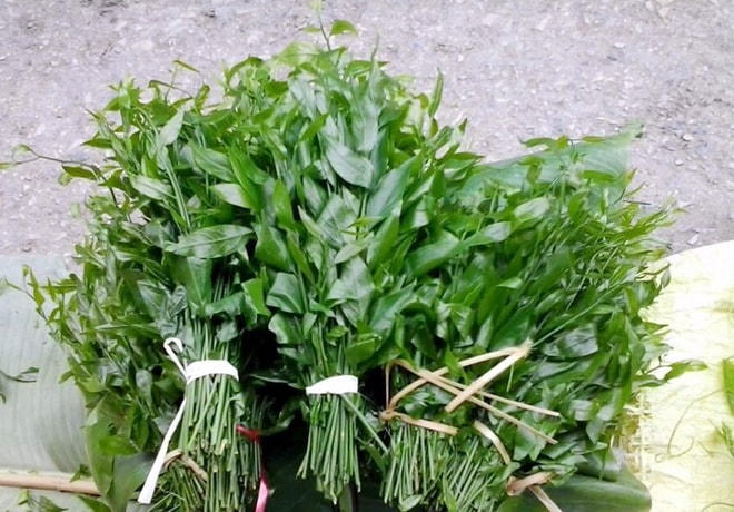 Rau ngót rừng