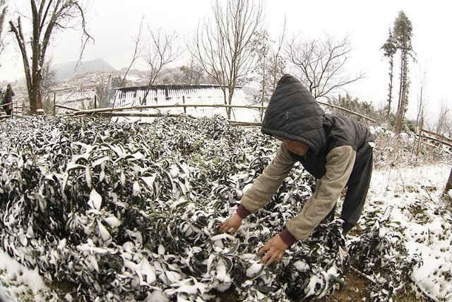 Rét đậm ở Lào Cai.