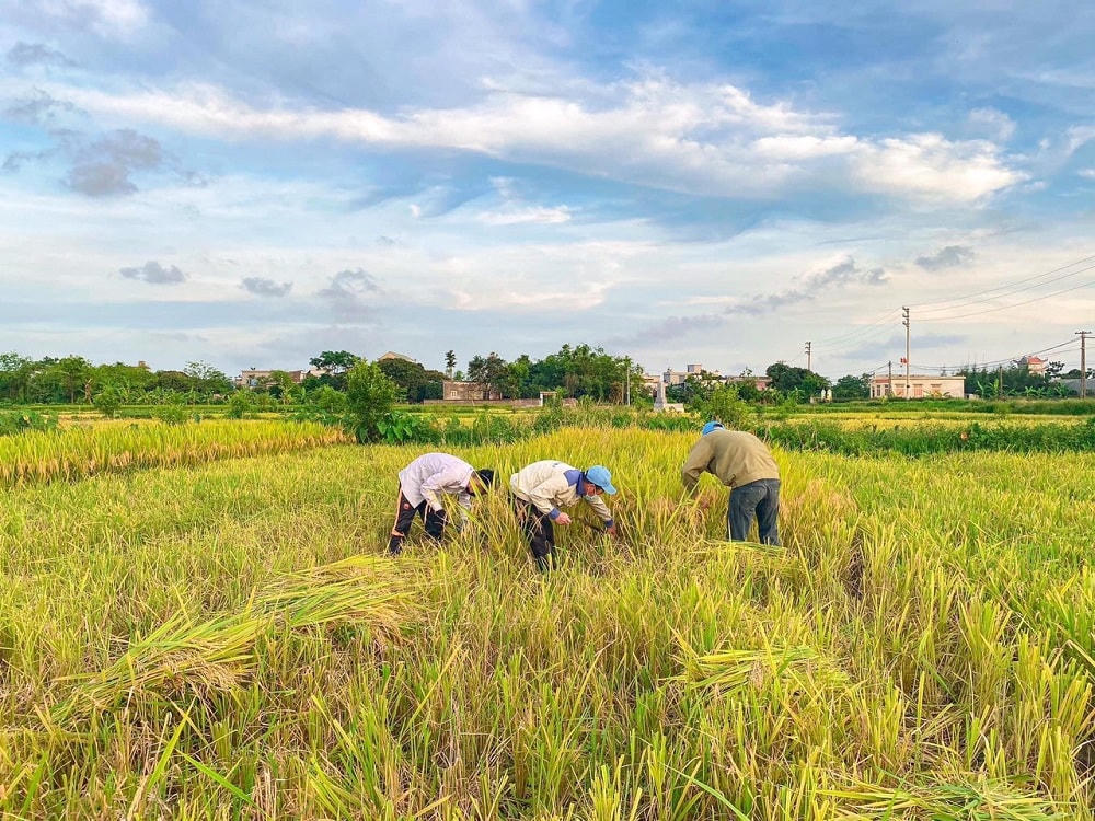 Còn tại huyện Vũ Thư, do khó khăn về mặt địa hình nên một số bà con phải gặt bằng tay - cách gặt truyền thống của người dân Việt Nam.  