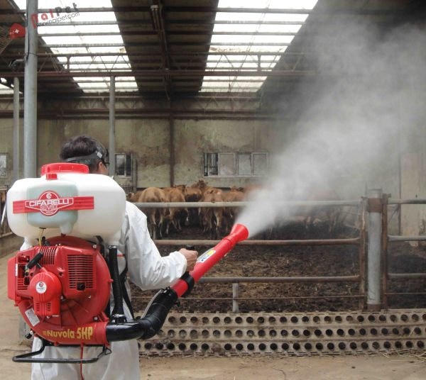 Phun khử trùng chuồng trại gia súc.