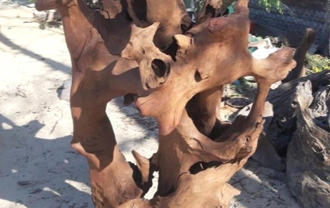 Một thân cây củi mục để ghép lan. (Ảnh minh họa).