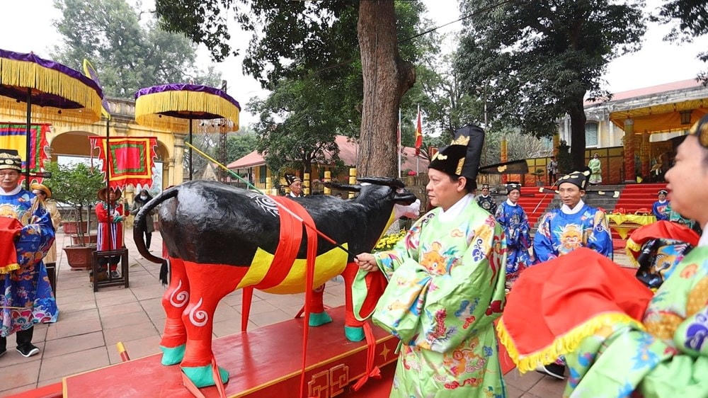 Các quan sẽ đi vòng quanh và đả trâu (đánh trâu) trước. Nghi lễ giúp nhắc nhở người tham gia và khán giả về ý nghĩa của con trâu - tượng trưng cho sức kéo văn hóa, văn minh nông nghiệp, tượng trưng cho tình bằng hữu thân thiết giữa người với con vật, cùng nhau làm kinh tế, thúc đẩy xã hội. (Ảnh: Vietnam+).